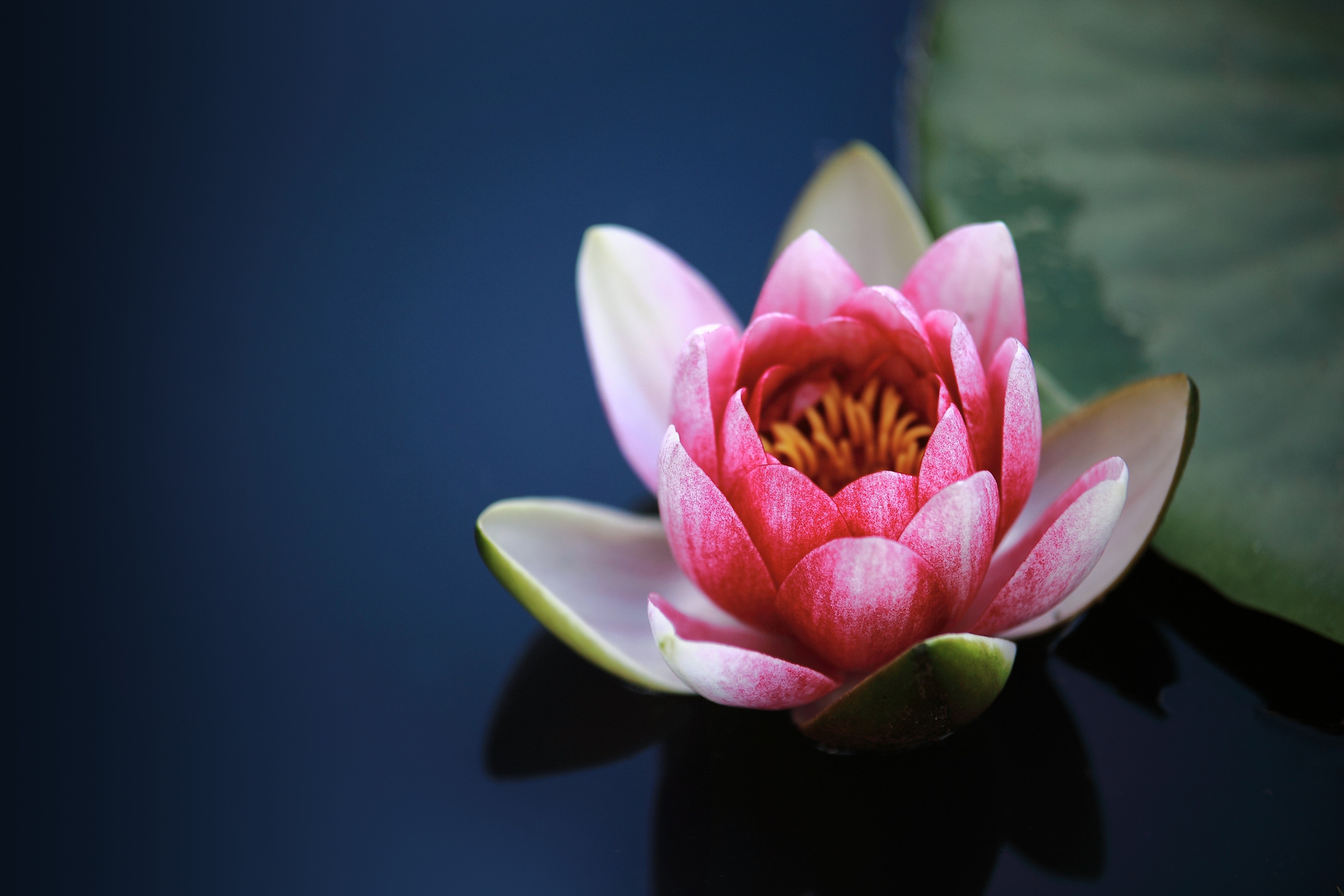 Lotus Flower in the Pond